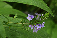 Veronica anagallis-aquatica